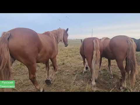 Видео: Событие, ожеребилась кобыла Германия. Колики у двух лошадей в один день.