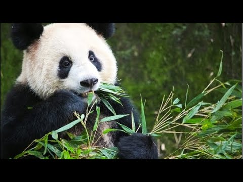 Видео: Прямой эфир - Зоопарк в Праге