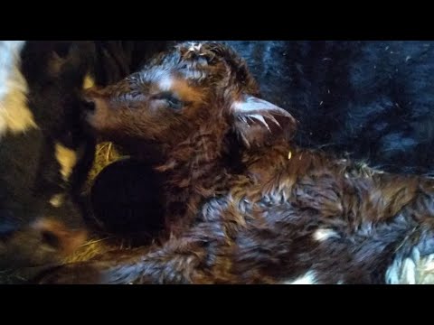 Видео: РОДЫ У КОРОВЫ, РОЖДЕНИЯ ТЕЛЁНКА, КАК РОЖДАЕТСЯ ТЕЛЁНОК!!?? ЧТО ДЕЛАТЬ СЛОЖНЫЙ ОТЕЛ 24 січня 2021 р.