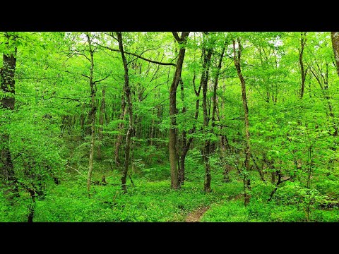 Видео: Вечнозелёный сад осенью. Новые экзоты