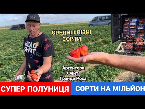 Видео: ПОЛУНИЦЯ! Середні та Пізні Сорти Аргентера, Фейт, Гранда Роса