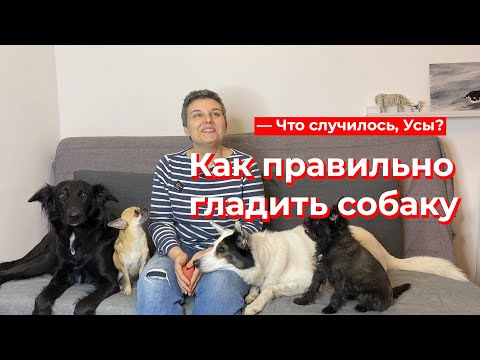 Видео: Что случилось, Усы? Как правильно гладить собаку