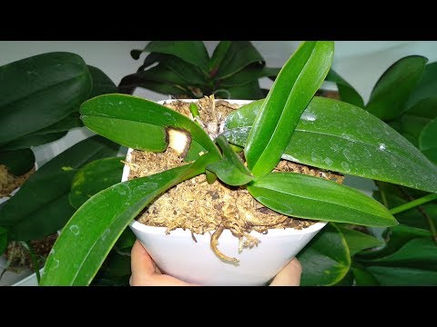 Видео: ФАЛЕНОПСИС ЗАЦВЕТУТ‼️ ПРОВЕРЕННЫЙ 100% СПОСОБ ПОЛИВА ОРХИДЕИ‼️