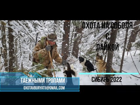 Видео: Охота на соболя с лайкой в Сибири. сезон 2022.