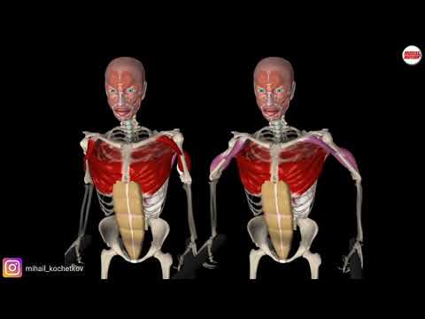 Видео: Отжимания от брусьев