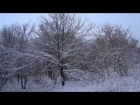 Видео: ОХОТА НА ЗАЙЦА , как тропить зайца