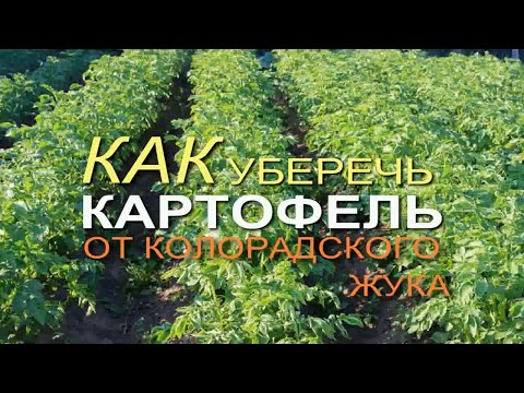 Видео: Обработайте КАРТОФЕЛЬ ЭТИМ НАТУРАЛЬНЫМ средством и забудете про КОЛОРАДСКОГО ЖУКА!