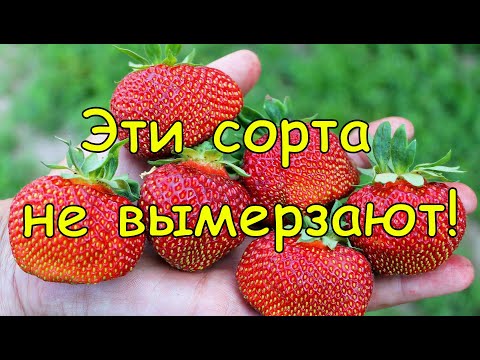 Видео: КЛУБНИКА. Зимостойкие сорта клубники. Не вымерзнет ни в Подмосковье, ни на Урале
