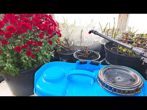 Видео: ПЕРВАЯ ОБРАБОТКА МАТОЧНИКОВ ХРИЗАНТЕМЫ. ПРОВОЖУ ПРОФИЛАКТИЧЕСКИЕ МЕРОПРИЯТИЯ.