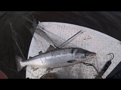 Видео: ПРОМЫСЛОВАЯ ЛОВЛЯ СЕМГИ / РЫБАЛКА СЕТЯМИ / Fishing for salmon