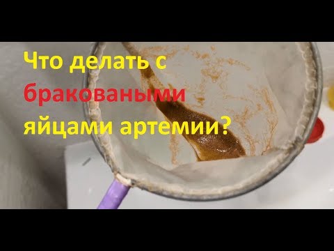 Видео: Что делать с плохой артемией
