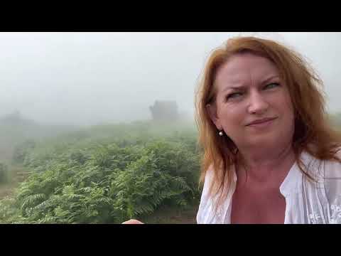 Видео: Самый красивый и загадочный лес 🌳 в Португалии на острове Мадейра 