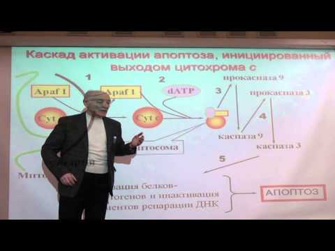 Видео: 186 Апоптоз