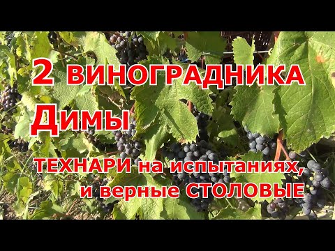 Видео: Два Подмосковных ВИНОГРАДНИКА ДИМЫ. Технари  на испытаниях, и верные столовые
