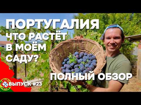 Видео: Такого урожая я не ожидал! Обзор моего участка в Португалии | Дом в Португалии. Выпуск 23