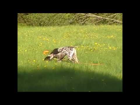 Видео: Отработка челнока с курцхааром Ноем  Сюжет 1