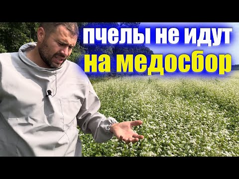 Видео: ОСНОВНАЯ ПРИЧИНА ПОЧЕМУ ПЧЕЛЫ НЕ ПОСЕЩАЮТ ПОДСОЛНУХ