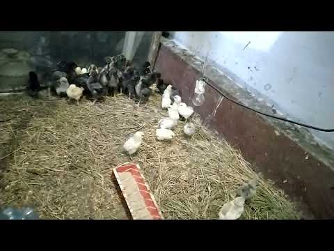 Видео: Пополнение птенцов Амераукана.