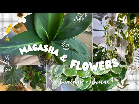 Видео: Привожу в порядок большую коллекцию комнатных растений. Часть 1.