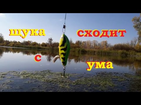 Видео: Salmo Slider косит щуку(осень 2020)