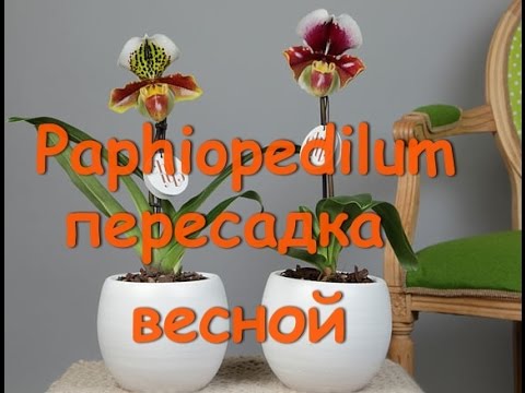 Видео: Paphiopedilum ПЕРЕСАДКА в новый грунт -SERAMIS (Серамис)