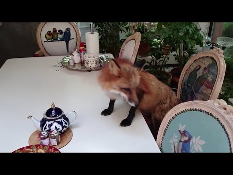 Видео: Ли Сяо / Alice the Fox Лиса Алиса (Лиса захотела попробовать оладьи со стола)