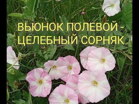 Видео: Вьюнок полевой - злостный сорняк или чудесный целитель?!