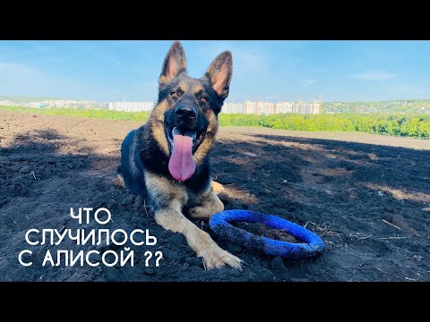 Видео: КУДА ПРОПАЛА МОЯ НЕМЕЦКАЯ ОВЧАРКА