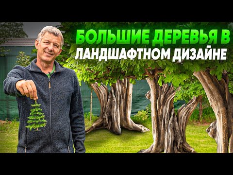 Видео: БОЛЬШИЕ ДЕРЕВЬЯ в ландшафтном дизайне. Как размещать крупномерные деревья на участке?