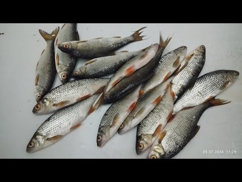 Видео: Рыбалка Таватуй 09.07.2024