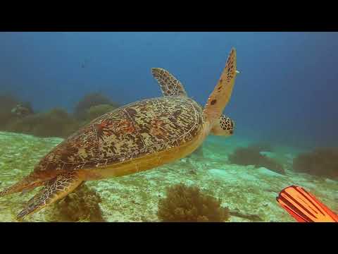 Видео: 4К Дайвинг на Филиппинах. О.Панглао 2024