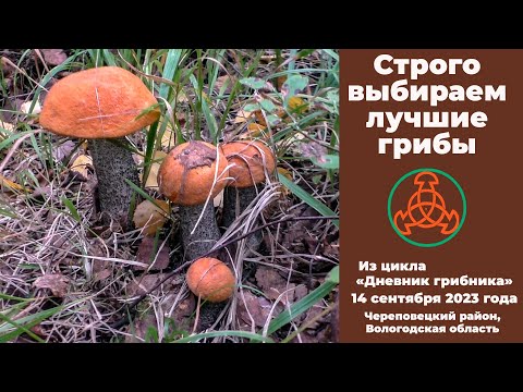 Видео: Строго выбираем лучшие грибы. "Дневник грибника" 14 сентября 2023 года.