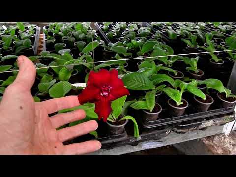 Видео: Сравнение субстратов Jiffy TPS, Laflora KKS2, Easy Garden GP2. Тестовая посадка растений.