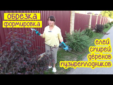 Видео: ФОРМИРУЕМ и ОБРЕЗАЕМ ель, спирею, дёрен, пузыреплодник!