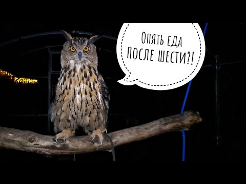 Видео: Ночное кормление сов. Разношу ужин в темноте под негодующими взглядами совы Ёлки. Пёс Кубик ждёт