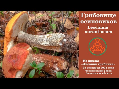 Видео: Грибовище осиновиков. Leccinum aurantiacum. Дневник грибника 28 сентября 2023 года.