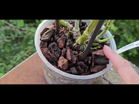 Видео: Цветение Орхидей в Июне  / Blühende Orchideen im Juni 2025