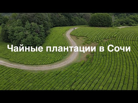 Видео: Сочи на мотоцикле - часть 2 /Солохаул и Чайные плантации рядом с [4k]