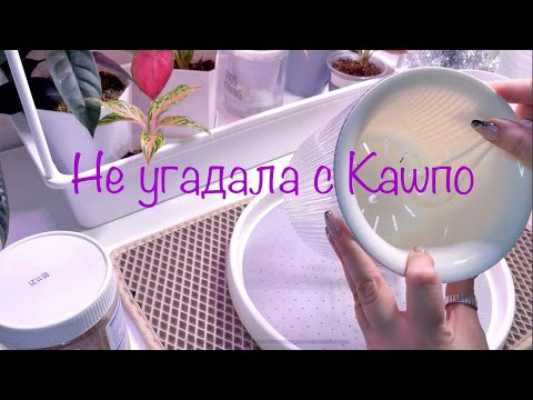 Видео: Пересадка Кротона и Сильвер металлик