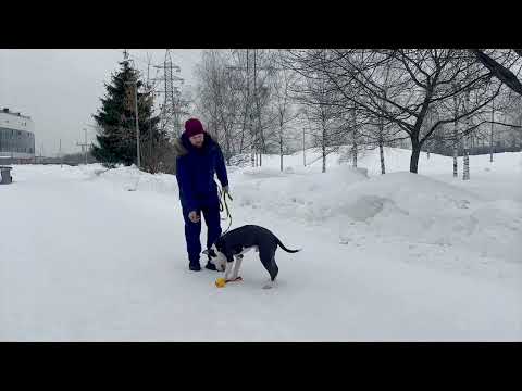 Видео: Как отучить собаку тянуть поводок?