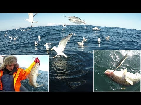 Видео: БЕШЕННЫЙ КЛЕВ КРУПНОЙ ТРЕСКИ / RABID BITING OF LARGE COD