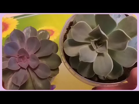 Видео: Омоложение вытянувшейся Эчиверии (эхеверии) =размножение🌱Пересадка🍀Грунт🌿Укоренение🌹Обработка среза