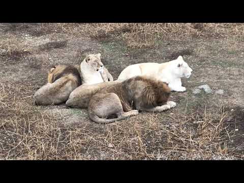 Видео: Ласковая Джуна и Малыш в поисках подружки! Affectionate Juna and  Malysh looking for a girlfriend!