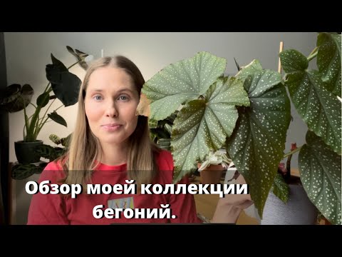 Видео: Обзор моей коллекции бегоний.