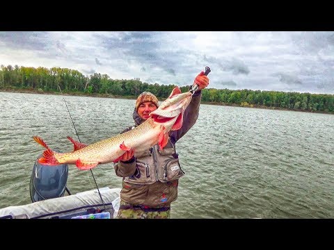 Видео: ВОТ ЭТО РЫБАЛКА!!! ЛОВИЛ ОКУНЯ ,А КЛЮНУЛА ОГРОМНАЯ ЩУКА! Ловля в коряжнике