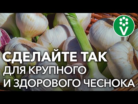 Видео: ПОСЛЕДНЯЯ ПОДКОРМКА ЧЕСНОКА для огромного урожая!