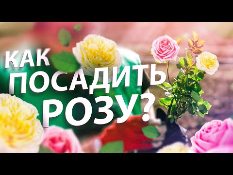 Видео: КАК ПОСАДИТЬ РОЗУ ВЕСНОЙ? Выбираем место, почву, заглубляем прививку