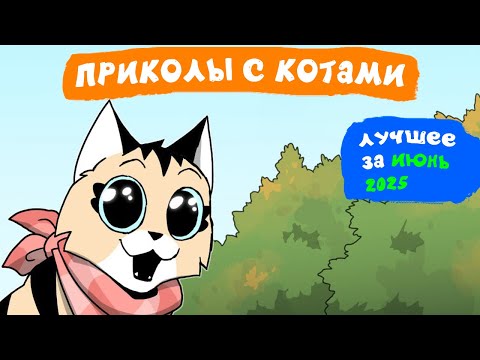 Видео: Приколы с котами. ЛУЧШЕЕ ЗА ИЮНЬ 2025 | Мемозг