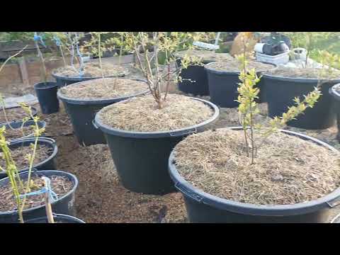 Видео: Короткий обзор голубики спустя 2 недели,контейнерные посадки.