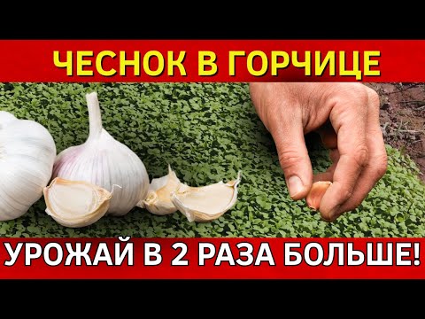 Видео: Подготовка грядки, о которой МОЛЧАТ опытные дачники! Озимый чеснок любит ТАКОЕ